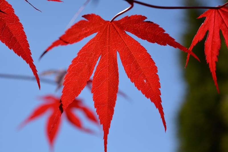 Maple